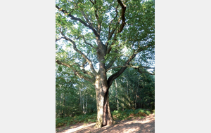 Balade à la découverte des arbres au bois des Dames