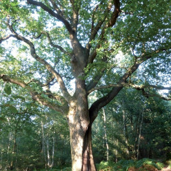 Balade à la découverte des arbres au bois des Dames