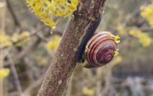 Mazinghem dimanche 8 mars 2026