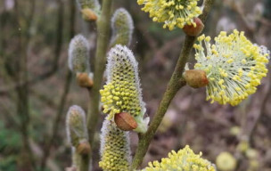 Mazinghem dimanche 8 mars 2026